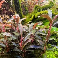 水草: ブセファランドラ sp クダガン群生株（水中葉） 溶岩石...