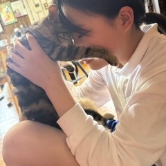 アメショ柄の4ヶ月女の子 - 猫