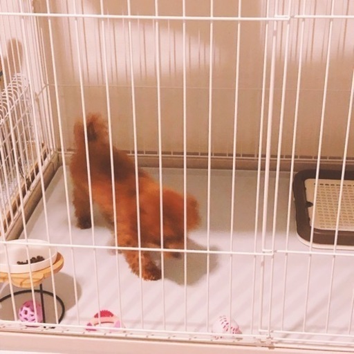 犬用 ウッディサークル  PWSR-1280 別売の屋根付き！