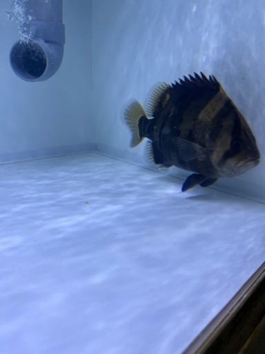 ダトニオリアルバンド