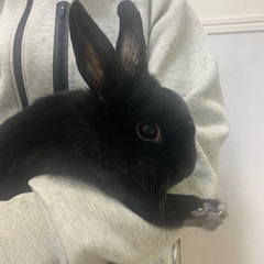 黒　ミニウサギ　1.7キロの画像