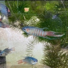 10匹限定　闘魚　大宜味ブルー　個体7cm前後　1匹〜