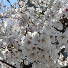 「お友達」募集