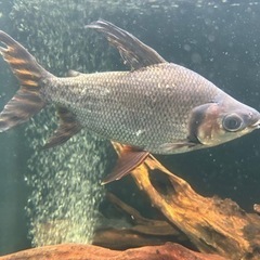 カラープロキロダスその他