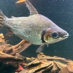 カラープロキロダスその他