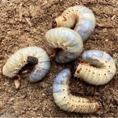 カブトムシ幼虫5匹➕2匹の計7匹
