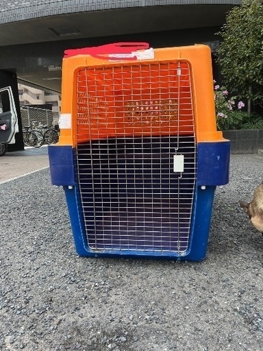 バリケンネル 大型犬 超大型犬
