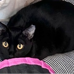 美猫の黒猫クロミちゃん♀ - 里親募集