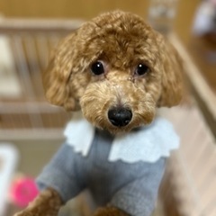 トイプードル🐶女の子の画像