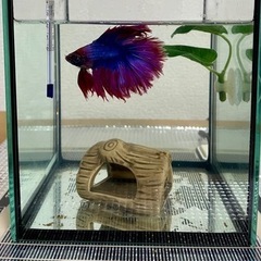 熱帯魚　ベタ　飼育セット