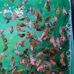 金魚 エサ用 100匹  自家産