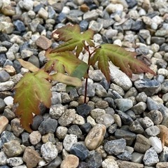 芽生えたてのもみじ苗