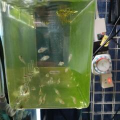 【水槽関連】ペルビカプルケール　幼魚5匹　パート5