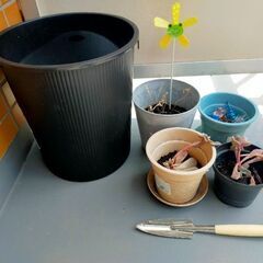 小さな植物、使用済みの家庭用品、掃除用品
