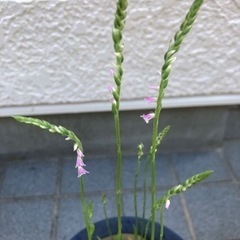 山野草・ネジバナ苗🌱