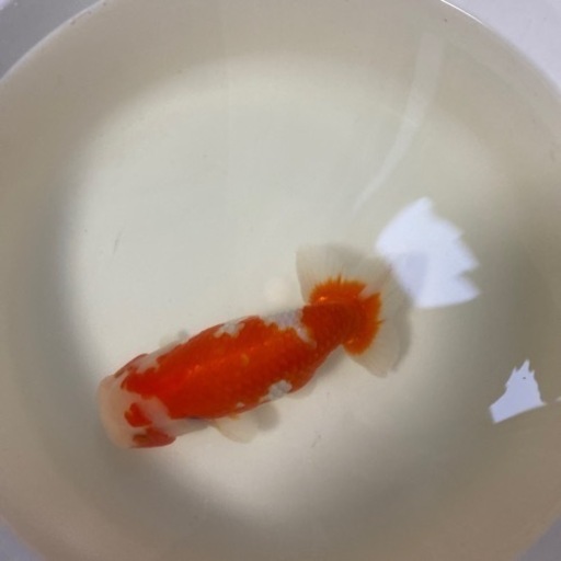 らんちゅうサラサ　Ａ17センチ　決まりました