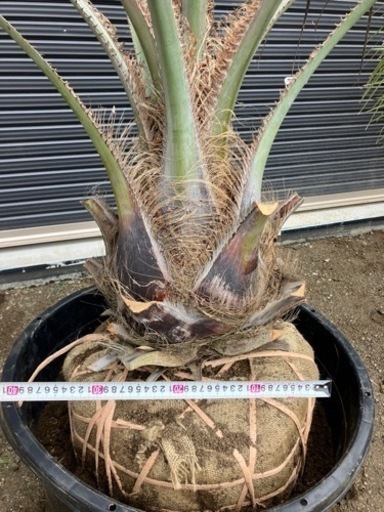 ココスヤシ、お手頃ヤシの木、配送費コミコミ価格 - ガーデニング 