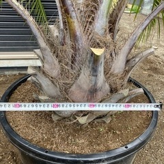 ココスヤシ、ヤシの木、お手頃ヤシ