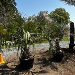 ココスヤシ、ヤシの木、お手頃ヤシ