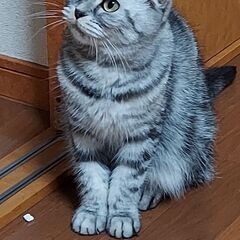 大切に飼っていただける方お願いします。