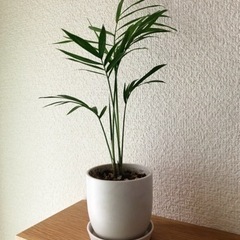 観葉植物　テーブルヤシ(12)　26cm　白いおしゃれな2号の鉢...