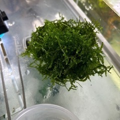 水草　　モス