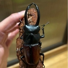 【大型】アローコクワ リエン 幼虫10頭 73.8×40.0 