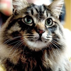 トライアル中です。人気の長毛猫。ライオンキングのようにタテガミ立派な、モフモフ君 − 新潟県