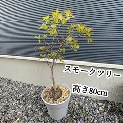 スモークツリー 観葉植物 植物 高さ80cm