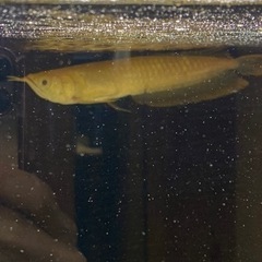 熱帯魚 アルビノ シルバーアロワナ 