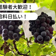 【日払い】福岡県筑後市前津でぶどうの誘引作業等のお仕事！【単発/...