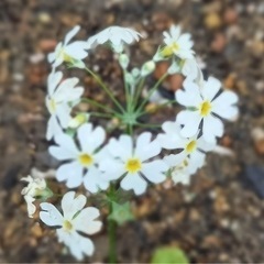 🌸全国の通話📞大好きシニアさん募集中🌸