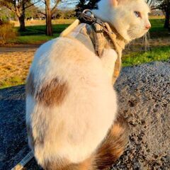 一緒に猫ちゃんのお散歩しませんか？