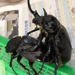 マルスゾウカブトの幼虫