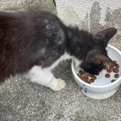 黒多めのくぅ〜ちゃん - 猫