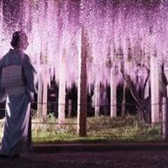 4月28日（日）18：00～22：00　吉田三大神社　藤の花イベ...