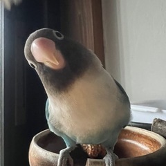 インコ探してます。