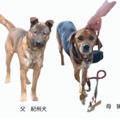 父 紀州犬　母 猟犬　生後1ヶ月子犬　オス1頭メス2頭 - 西条市