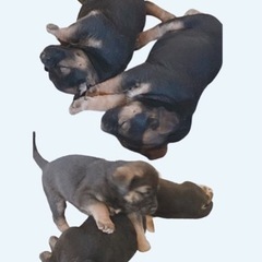 父 紀州犬　母 猟犬　生後1ヶ月子犬　オス1頭メス2頭の画像