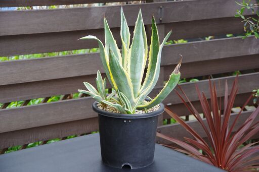 【ご購入者様へお渡し済み】【極上/中株サイズ/カキ仔×5株付き】アガベ/アメリカーナ-バリエガータ(黄覆輪/Agave americana cv. variegata)-③