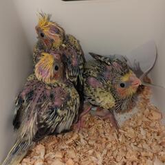 オカメインコパールきました😌 - 直方市