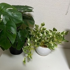 観葉植物/フェイクグリーン/ニトリ/IKEA
