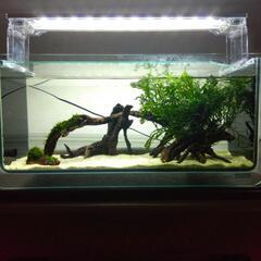 ありがとうございますm(__)m決まりました❗KOTOBUKI水槽アーク250 アーク500レイアウト済み飼育セット 2セット