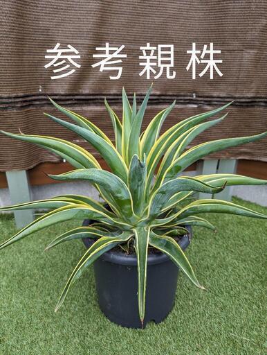 アガベ　ベネズエラ錦①