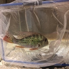 レッドゲオ 熱帯魚 水槽 爬虫類