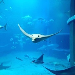 水族館に一緒に行ってくれる方を募集します！