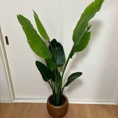 ニトリ 観葉植物 生活雑貨 家庭用品 ガーデニング