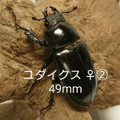 ユダイクスミヤマ CBF1 新成虫 ♀② 49mm