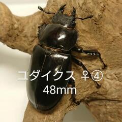 ユダイクスミヤマ CBF1 新成虫 ♀④ 48mm