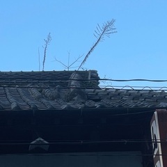 屋根に草が生えているのは大丈夫？？